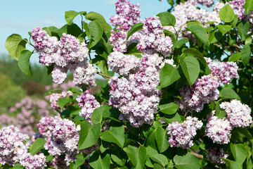 Pink lilac variety “Leon Gambetta" flowering in a garden. Latin name: Syringa Vulgaris..