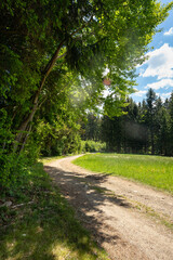 Fototapeta na wymiar Wanderweg mit Blumenwiese im Bayerischen Wald