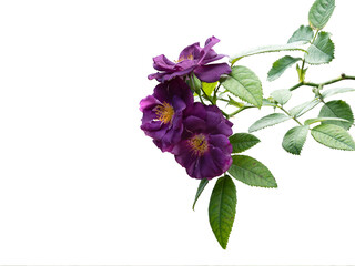 Violet roses with green leaves isolated on white background.