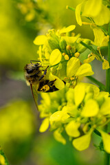 flowering rapeseed with bee in spring close up