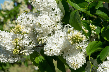 White lilac variety “Konigin Luise" flowering in a garden. Latin name: Syringa Vulgaris..