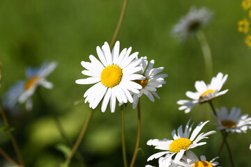 Fototapeta premium Close up of tender flower that being on the foreground