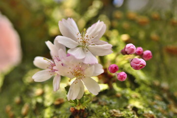 Prunus subhirtella "Autumnalis rosea"