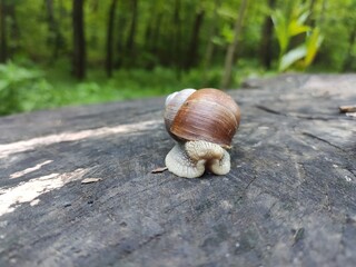 A snail in natural habitat