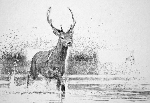 Deer buck ( Cervus elaphus ) sketch