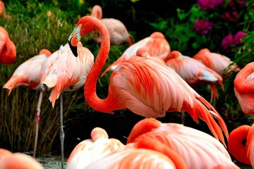 flamingo in the sea of flamingos or when pink is in vogue