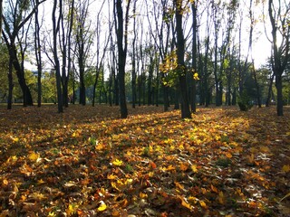 Beautiful autumn park. In the foreground are yellow, golden, fallen wrinkled leaves. In the background are trees. Moldova.