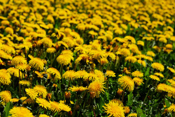 Nature floral background. Medicinal dandelion. Yellow dandelion flowers close-up. Field of dandelions. Many dandelions on the field background.