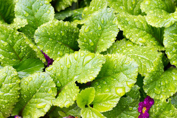 Green leaf with natural raindrops on it. Close up of plants leaves with dew drops. garden concept. sparkle of Droplets on surface leaf, Natural background for text.