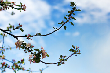 Nature floral background. Apple tree flowers. White branches of a flowering Apple tree against the blue sky. Flowering garden trees in the spring.