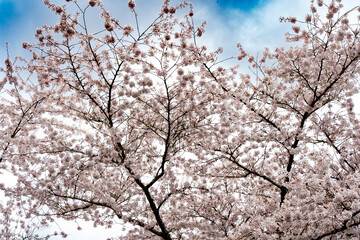 white cherry blossoms against a blue sky in Salem, Oregon