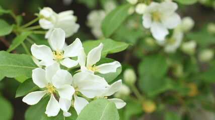 delicate white flowers of apple trees on a blurry green background of fresh foliage in spring day