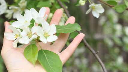 Fototapeta na wymiar person's hand holding a branch with inflorescences of a white apple tree on a sunny day in the spring garden