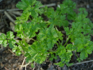 fresh greens parsley in the garden