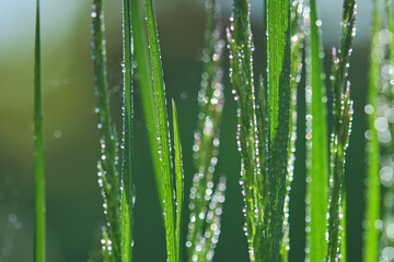 Fototapeta na wymiar Drops of dew on the grass, blurred background. Selective focus.