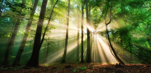 Foto op Plexiglas Lichtgevende zonnestralen die door de mist en het groene gebladerte schijnen in een open plek in het bos, een panoramisch landschap © Smileus