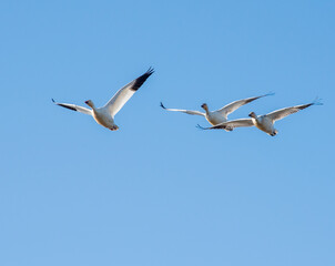 Snow Geese in Flight