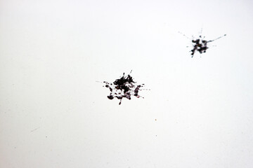 Black bird excrement on a white paper background