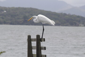 heron landed on a bench