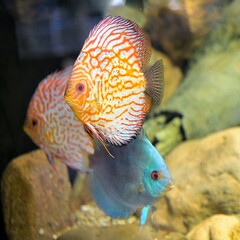 Wertvolle Fische aus tropischen Gewässern in einem Aquarium - Das Halten von Fischen in Aquarien ist beliebt und dekorativ,