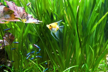 Schöne Tropenfische im Meeresaquarium