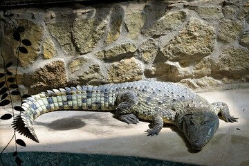 Alligator  - Meeresaquarium Zella Mehlis - Alligatoren gehören zu der Gruppe der Krokodile. Sie sind träger als diese, haben einen reduzierten Stoffwechsel und können 100 Jahre alt und 6 m lang werden - obrazy, fototapety, plakaty