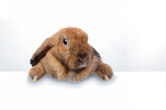 A cute brown rabbit standing on the edge of a white wall. Festival concept. copy space
