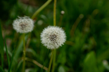 dandelion macro in spring with green background