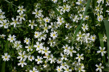 white flowers