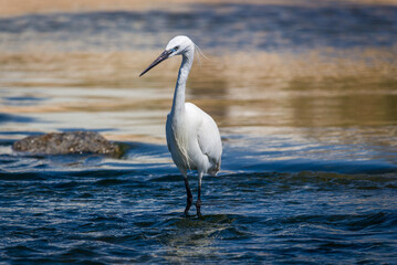 great blue heron
