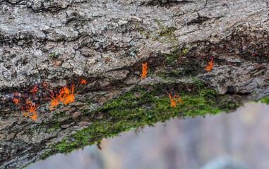 Moss and orange mushrooms growing on a tree