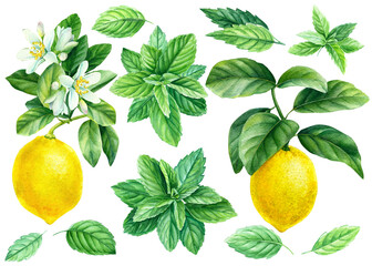 lemon, mint on an isolated white background, watercolor illustration, botanical pattern.