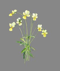 Bouquet of watercolor wild violets flowers