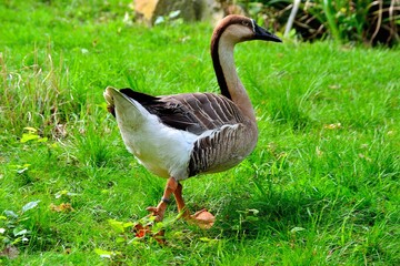 Naklejka na ściany i meble Goose on a meadow in the Ostrava Zoo, Czech Republic
