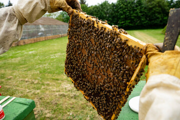 beekeeper at work with honeycomb