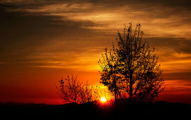 A beautiful silhouette of tree and sunset