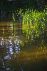 Bulrush grows in a pond