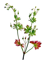 wild plant Geranium pusillum with small lila flowers close uo