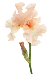 Pink flower of iris, isolated on white background