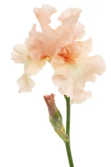 Foto op Plexiglas Pink flower of iris, isolated on white background © kostiuchenko