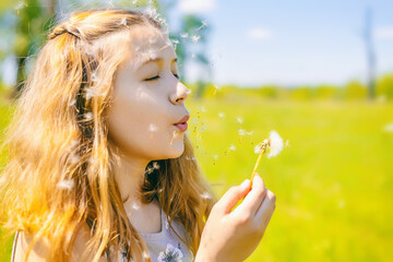 cute little girl blows away dandelions on a sunny day outdoors