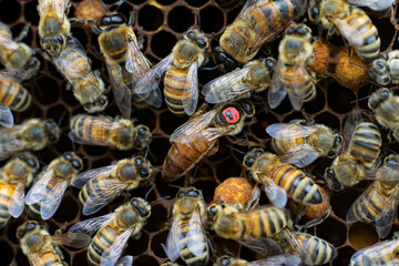honey queen bee close up on honeycomb