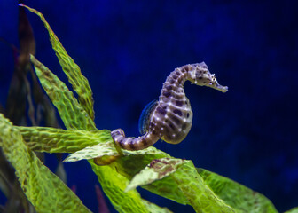 seahorse on a underwater leaf - obrazy, fototapety, plakaty
