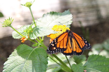 Orange, black and white 