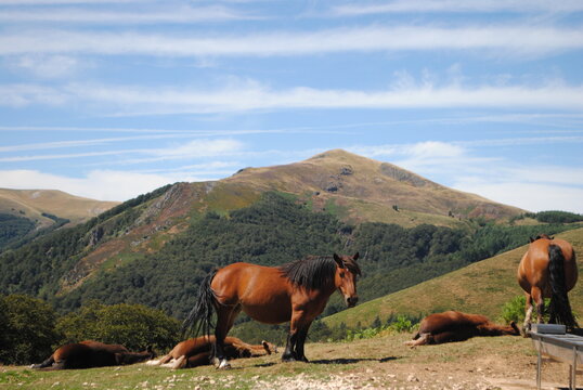 Berton horses in the mountains.
