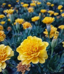 yellow chrysanthemum flowers,garden,flower