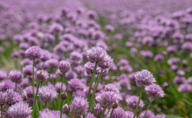 The purple chives field