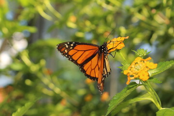 Orange, black and white "Monarch Butterfly" in Innsbruck, Austria. Its scientific name is Danaus Plexippus, native to North, Central and South America.