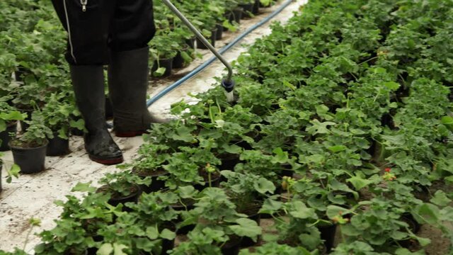 hombre regando plantas en invernadero