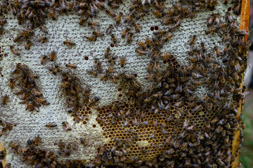 bees on honeycomb close up